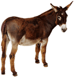 Hour-donkey-150