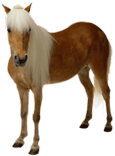 Hour-horse-115