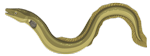 Eel-150