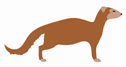 Mongoose-125