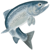 Salmon-100