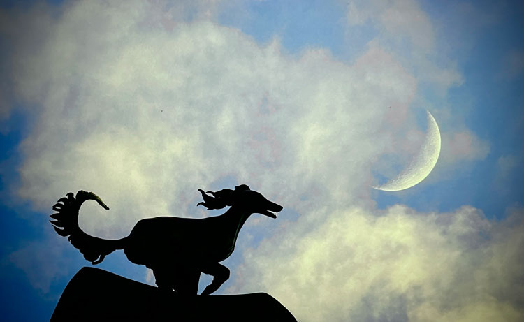 Moon-Saluki-cool-750