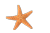 Starfish-50