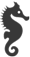Seahorse-30