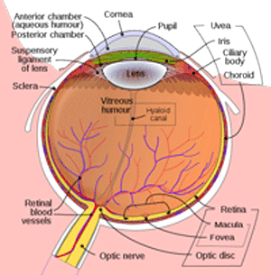 WIKI-Vitreous-300